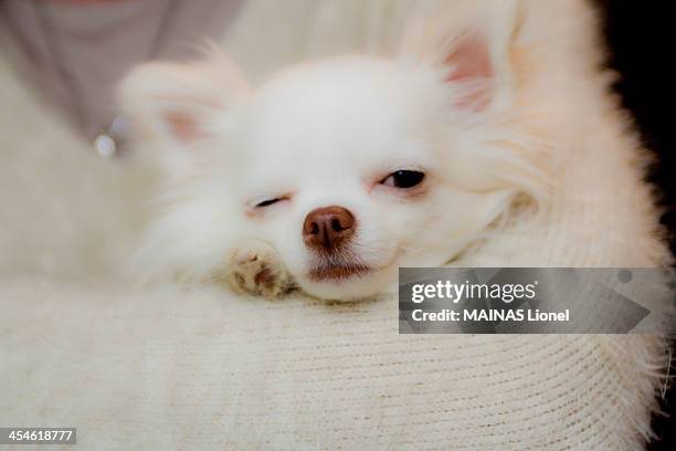 white dog - winking stock pictures, royalty-free photos & images