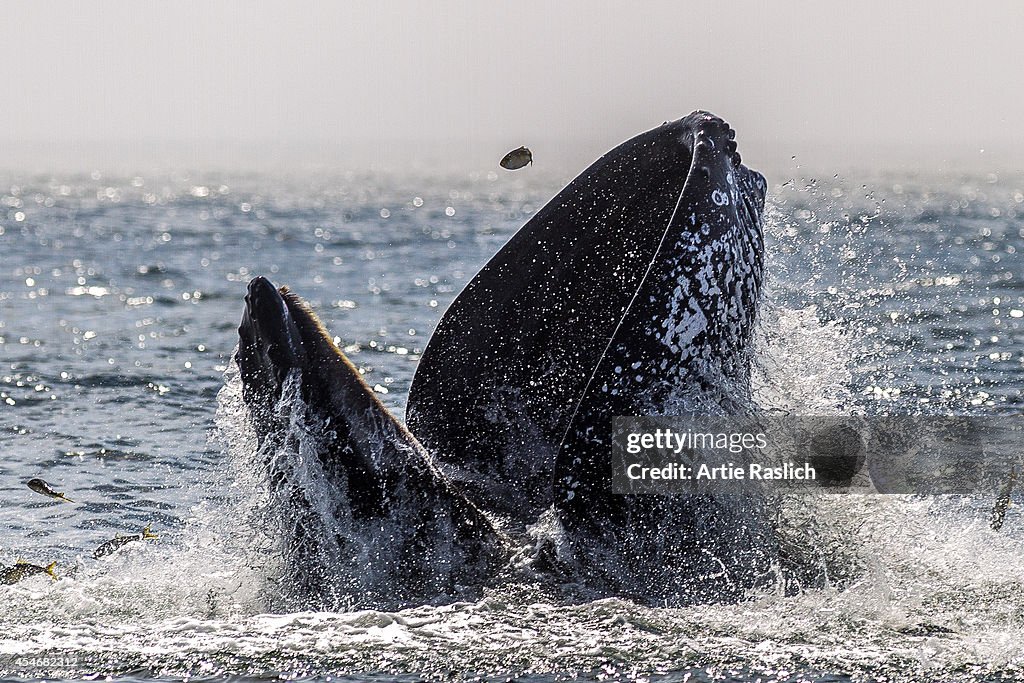 Humpback Whales Spotted Around New York City