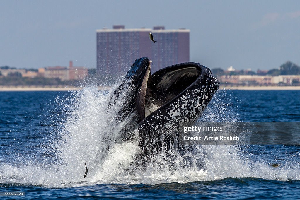 Humpback Whales Spotted Around New York City