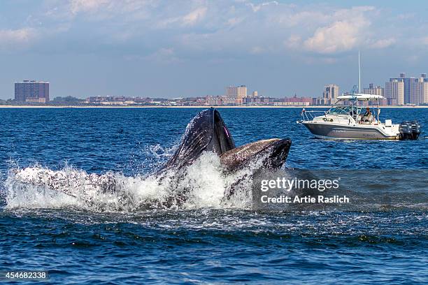 Humpback whale lunge feeding off NYC's Rockaway Peninsula with Rockaway Beach in the background on September 4, 2014 in New York City.