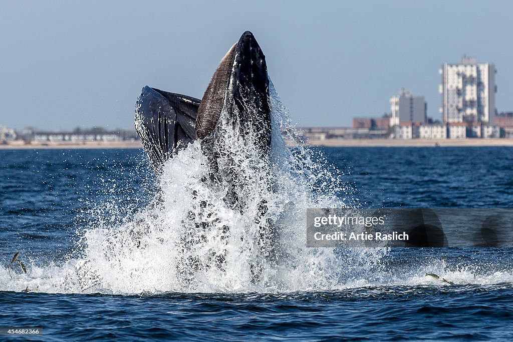 Humpback Whales Spotted Around New York City