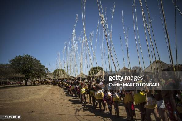 Ceremonial reeds are carried by South African maidens during the Reed ...
