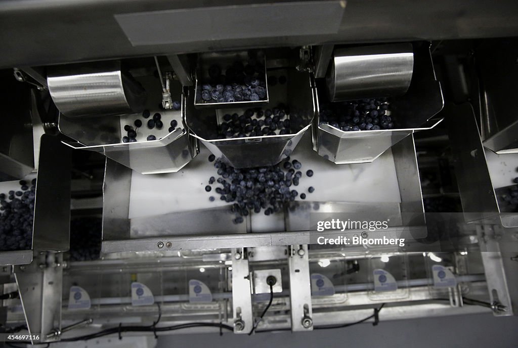 Operations During A Blueberry Harvest At Hoffman Farms As Prices Rise