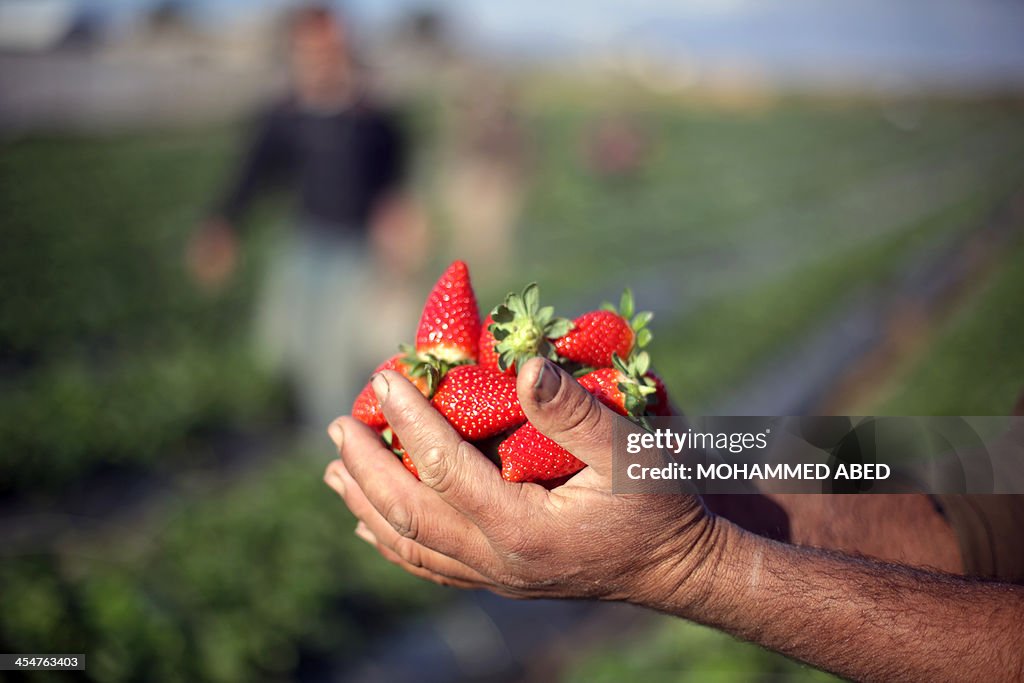 PALESTINIAN-ISRAEL-AGRICULTURE-STRAWBERRY