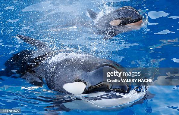 FRANCE-ANIMAL-ORCA FRANCE-ANIMAL-ORCA