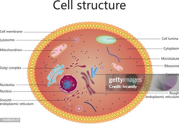 illustrazioni stock, clip art, cartoni animati e icone di tendenza di struttura cellulare - cellula umana