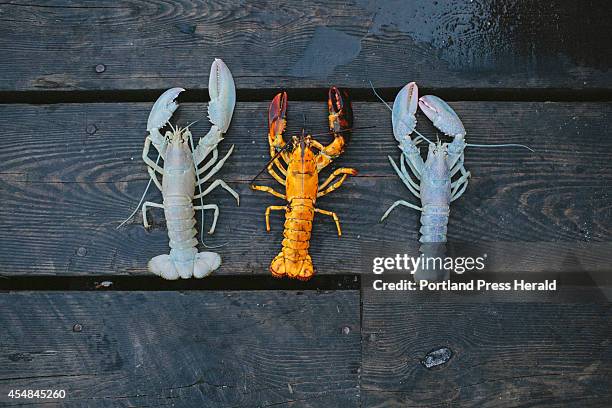 Two albino lobsters, and an orange lobster in Owl's Head, ME on Friday, September 5, 2014. Lobstermen Bret Philbrick and Joe Bates caught two albino...