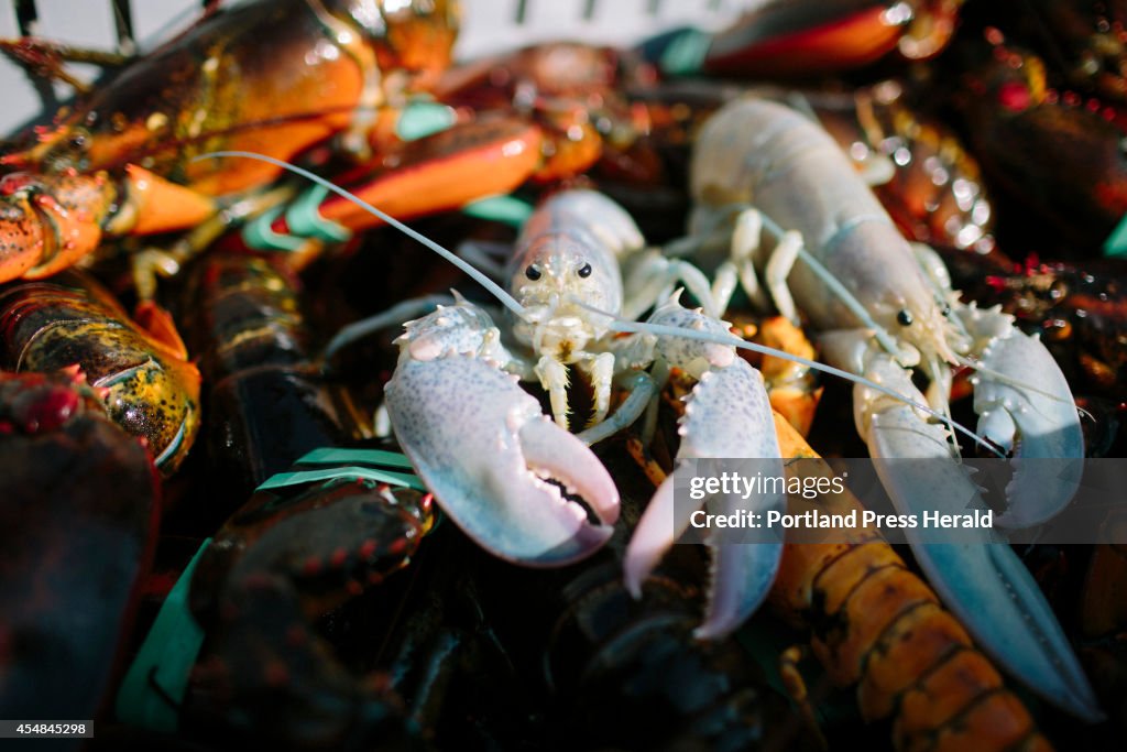 Albino lobster