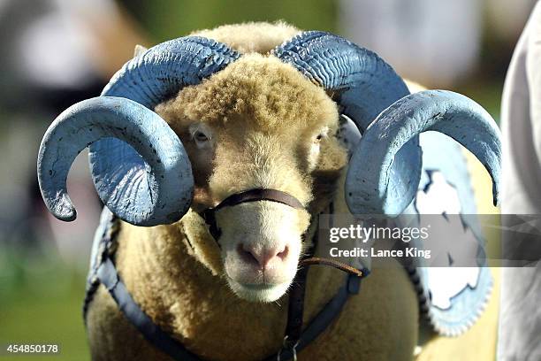 Rameses, the mascot of the North Carolina Tar Heels, stands on the sideline during their game against the San Diego State Aztecs on September 6, 2014...