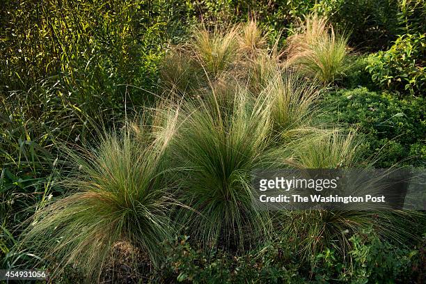 Mexican Feather Grass Photos and Premium High Res Pictures - Getty Images