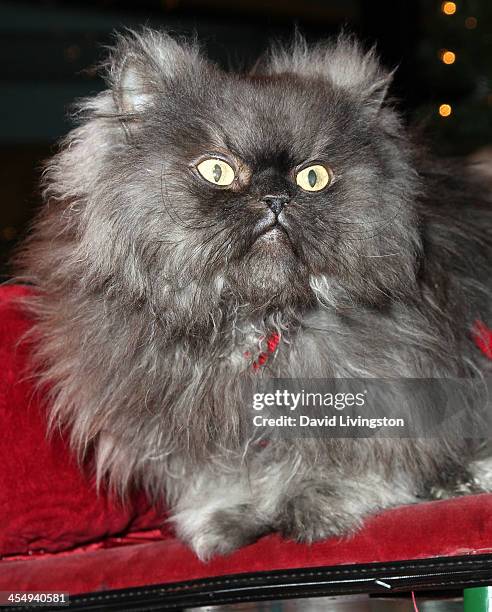 Colonal Meow 40 Colonel Meow Stock Photos, High-Res Pictures, and Images - Getty Images