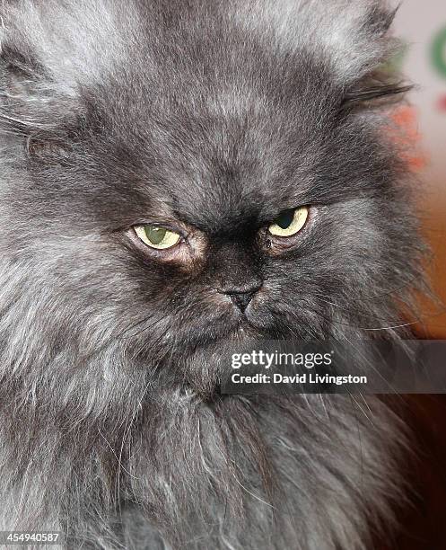 Colonal Meow 40 Colonel Meow Stock Photos, High-Res Pictures, and Images - Getty Images
