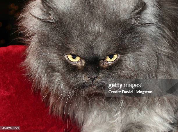 Colonal Meow 40 Colonel Meow Stock Photos, High-Res Pictures, and Images - Getty Images