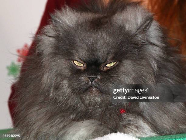 Colonal Meow 40 Colonel Meow Stock Photos, High-Res Pictures, and Images - Getty Images