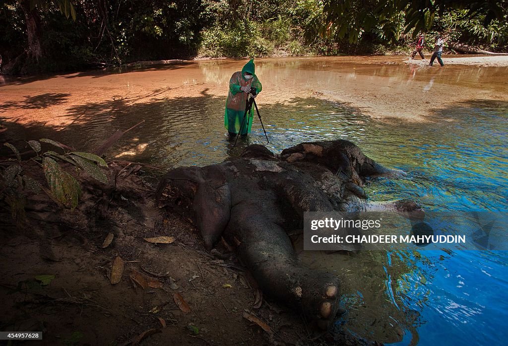 INDONESIA-ENVIRONMENT-NATURE-WILDLIFE-ELEPHANT