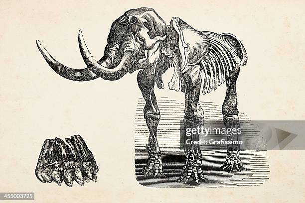 ilustraciones, imágenes clip art, dibujos animados e iconos de stock de grabado de animal extinto elefante mastodonte de 1872 - esqueleto de animal