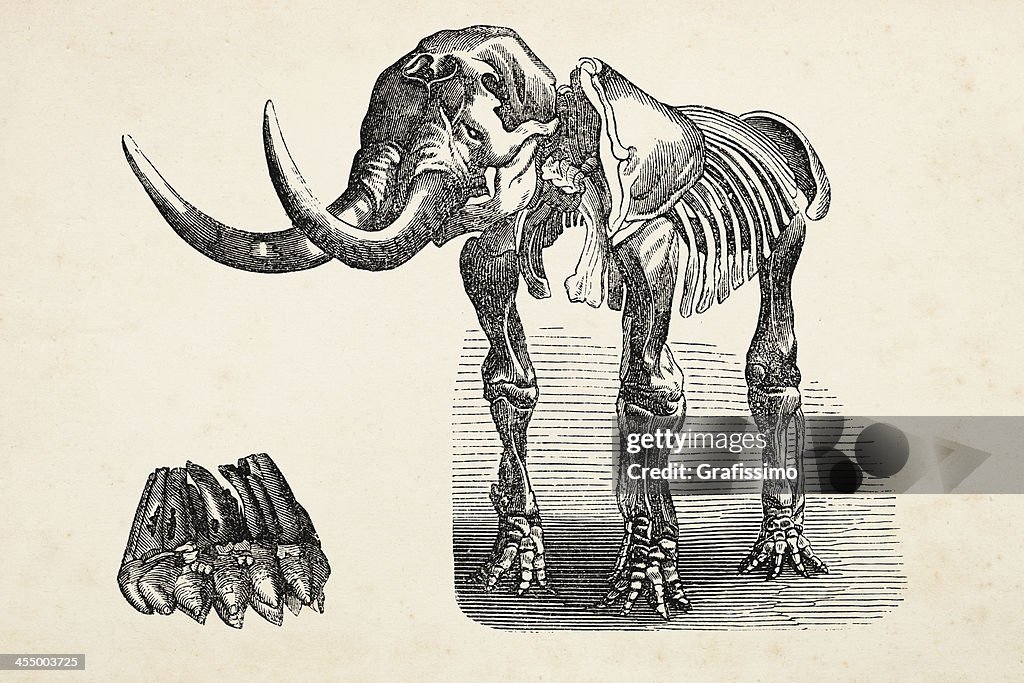 Engraving of extinct elephant mastodon from 1872