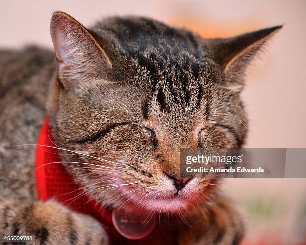 Oskar the Blind Cat attends the Celebrity Internet Cat Super Group holiday event at Capitol Records Tower on December 10, 2013 in Los Angeles,...