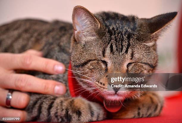 Oskar the Blind Cat attends the Celebrity Internet Cat Super Group holiday event at Capitol Records Tower on December 10, 2013 in Los Angeles,...