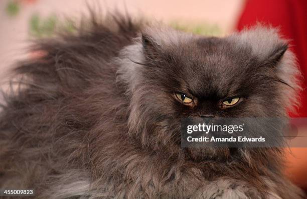 Colonal Meow Colonel Meow Photos and Premium High Res Pictures - Getty Images