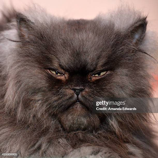 Colonal Meow 40 Colonel Meow Stock Photos, High-Res Pictures, and Images - Getty Images