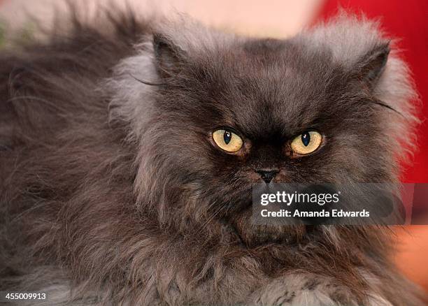 Colonal Meow Colonel Meow Photos and Premium High Res Pictures - Getty Images