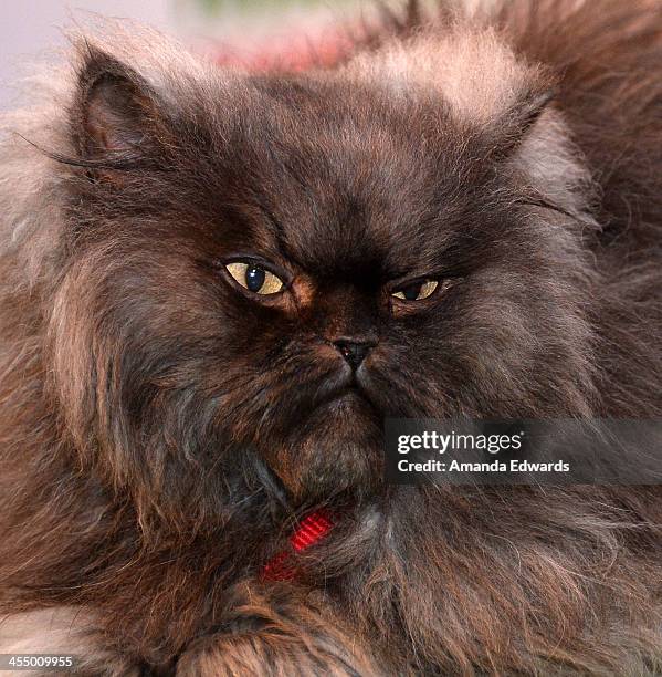 Colonal Meow 40 Colonel Meow Stock Photos, High-Res Pictures, and Images - Getty Images