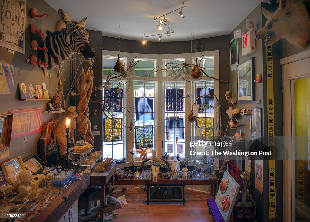 Rogue taxidermy and other curiosities at a shop called Bazaar owned by Greg Hatem and Brian Henry,  in Baltimore, MD.