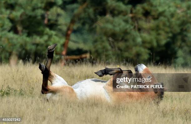 Przewalski's horse lays on a meadow at the Schorfheide wild animal park in Gross Schoenebeck, eastern Germany, on September 8, 2014. Przewalski's...