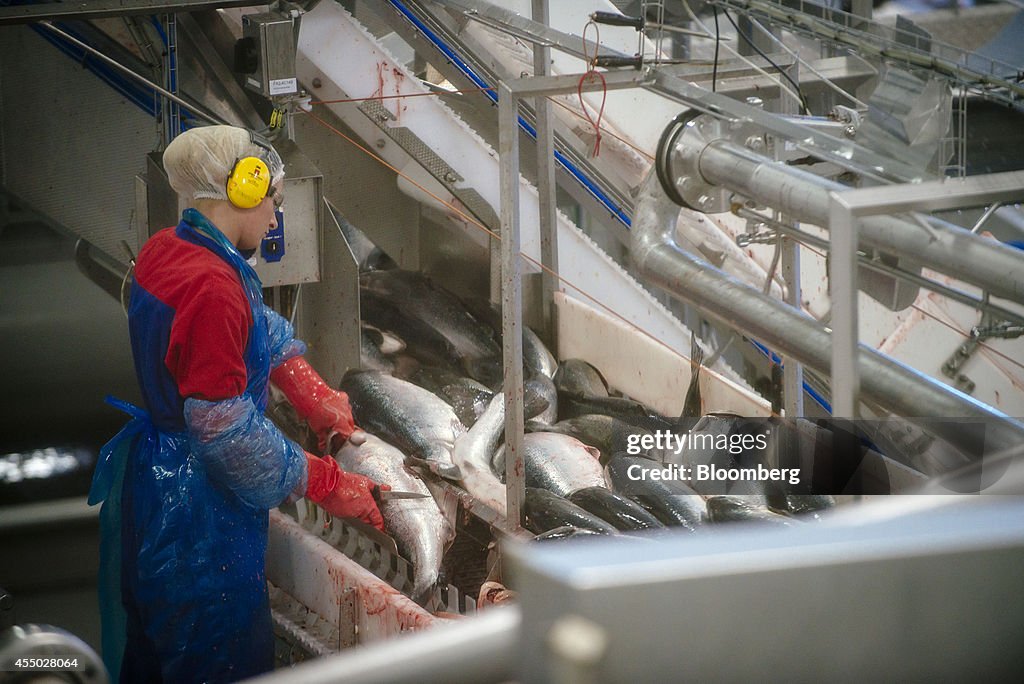 Salmon Fishery As Norway Protects Fish Farmers From Russia Ban