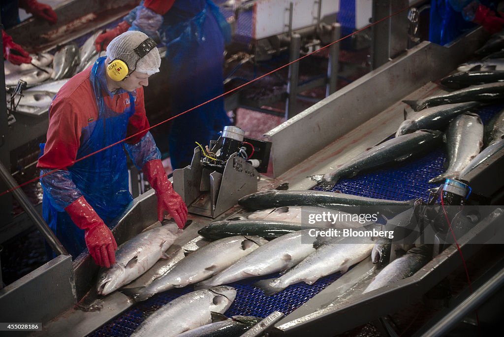 Salmon Fishery As Norway Protects Fish Farmers From Russia Ban