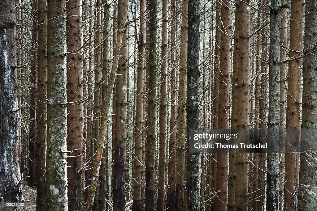 Conifer Forest