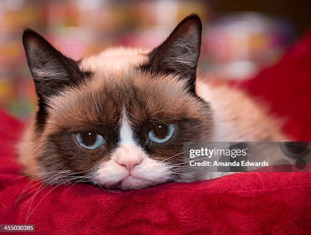 Grumpy Cat attends the Celebrity Internet Cat Super Group Holiday Event at Capitol Records Tower on December 10, 2013 in Los Angeles, California.