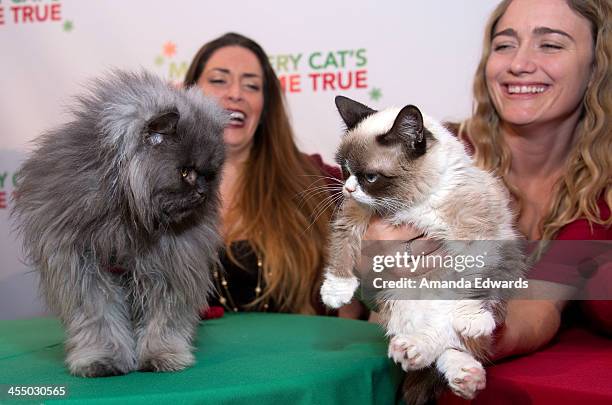 Colonal Meow 40 Colonel Meow Stock Photos, High-Res Pictures, and Images - Getty Images