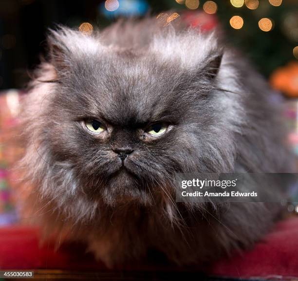 Colonal Meow 40 Colonel Meow Stock Photos, High-Res Pictures, and Images - Getty Images