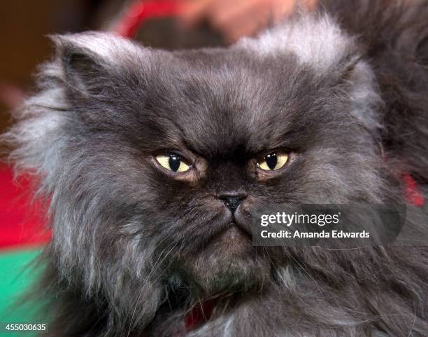 Colonal Meow Colonel Meow Photos and Premium High Res Pictures - Getty Images
