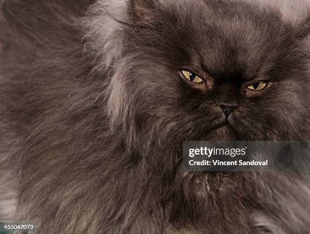 Colonal Meow Colonel Meow Photos and Premium High Res Pictures - Getty Images