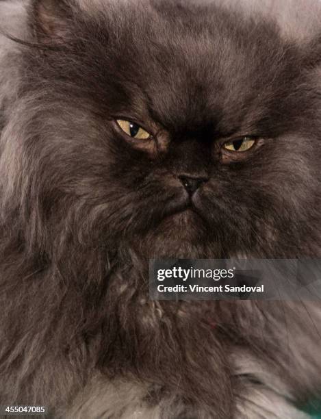 Colonal Meow Colonel Meow Photos and Premium High Res Pictures - Getty Images