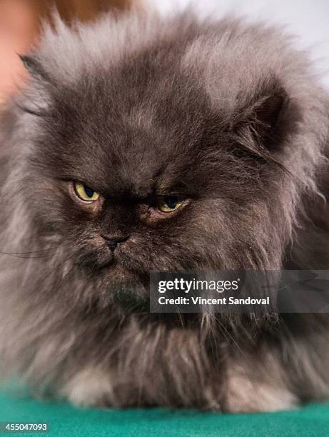 Colonal Meow 40 Colonel Meow Stock Photos, High-Res Pictures, and Images - Getty Images