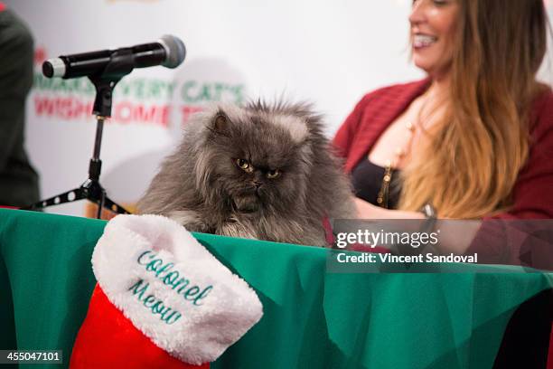 Colonal Meow 40 Colonel Meow Stock Photos, High-Res Pictures, and Images - Getty Images