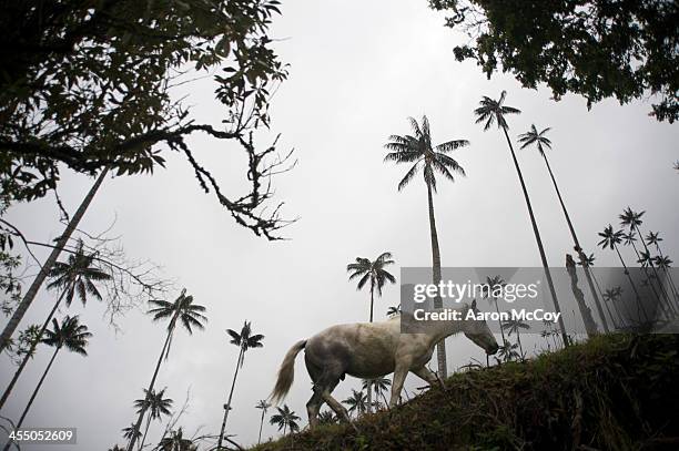 white horse - quindio imagens e fotografias de stock