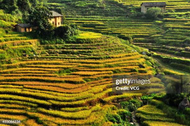 Photo shows terraced paddy fields on September 7, 2014 in Suichuan County, Jiangxi Province of China.