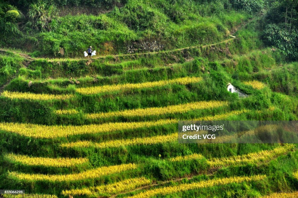 Terraced Fields In Jiangxi