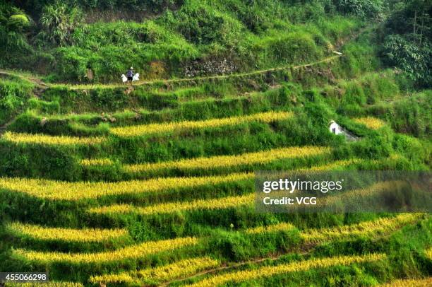 Photo shows terraced paddy fields on September 7, 2014 in Suichuan County, Jiangxi Province of China.