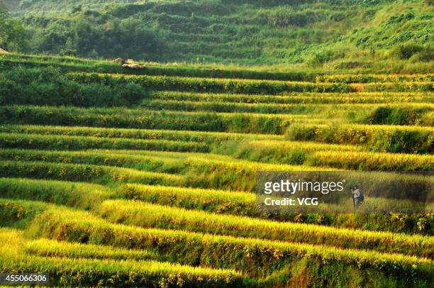Photo shows terraced paddy fields on September 7, 2014 in Suichuan County, Jiangxi Province of China.