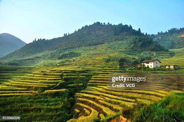 Photo shows terraced paddy fields on September 7, 2014 in Suichuan County, Jiangxi Province of China.