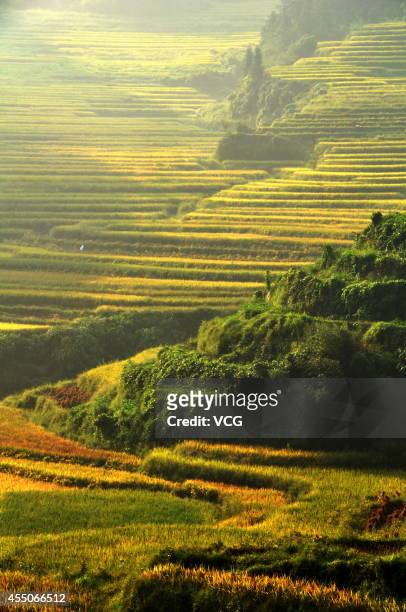Photo shows terraced paddy fields on September 7, 2014 in Suichuan County, Jiangxi Province of China.