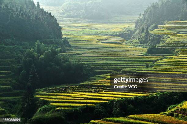 Photo shows terraced paddy fields on September 7, 2014 in Suichuan County, Jiangxi Province of China.