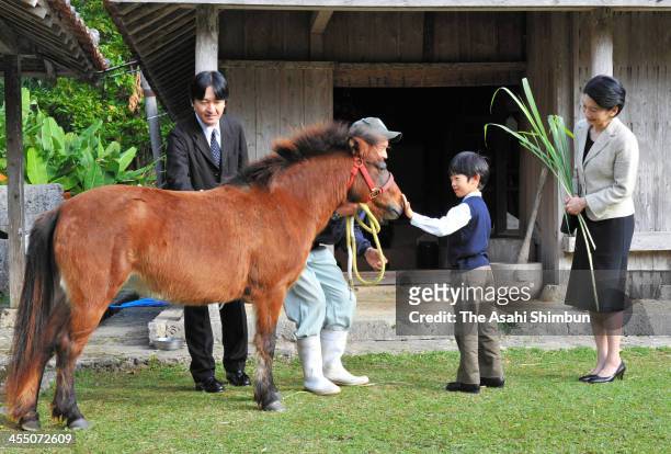 Prince Hisahito plays with a Yonaguni horse while Prince Akishino and Princess Kiko of Akishino watch at the Okinawa Kodomo-no-Kuni on December 11,...