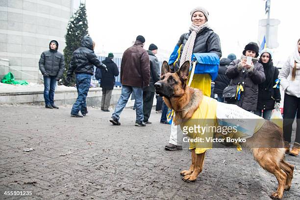 Protester and dog watch people entering the Maidan Square after authorities launched an early morning intervention to partially clear Maidan Square...